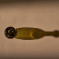 Amour Vase | Dark Olive_La Soufflierie_201-71-1884-174OliveOS | Obakki