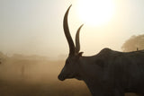 Sacred Cow | Photo Print - Photo Prints by Obakki | Obakki