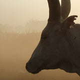Sacred Cow | Photo Print - Photo Prints by Obakki | Obakki