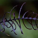 Texture and Form | Photo Print - Photo Prints by Obakki | Obakki