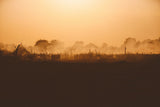 Twilight in the Cattle Camp | Photo Print - Photo Prints by Obakki | Obakki