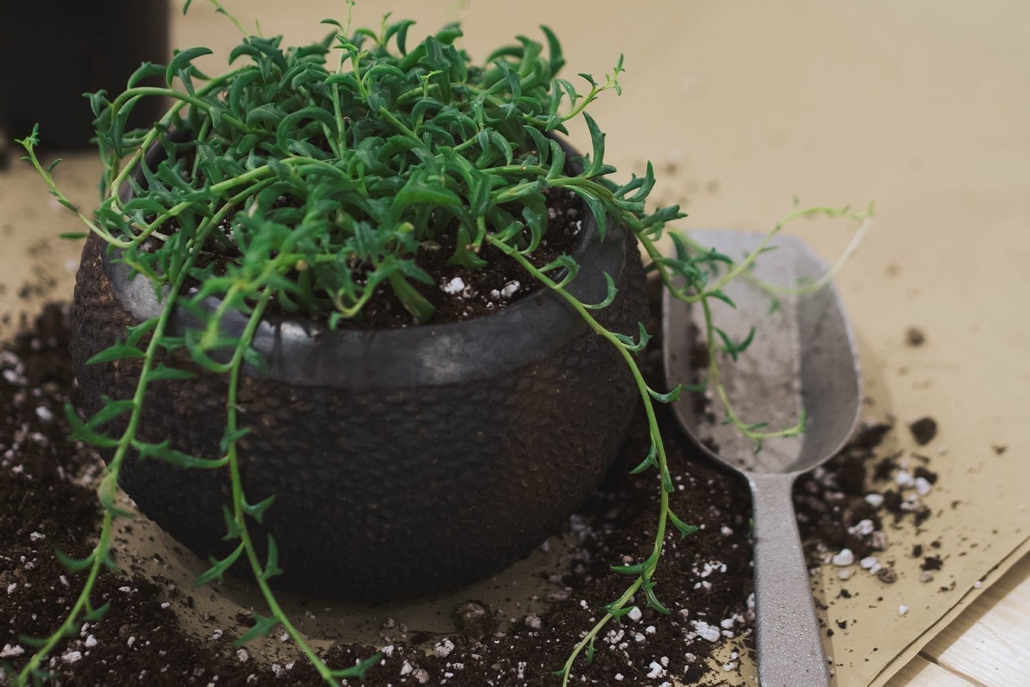 IN PRACTICE: CREATING THE PERFECT PLANTER - Obakki