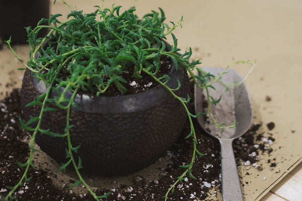 IN PRACTICE: CREATING THE PERFECT PLANTER - Obakki