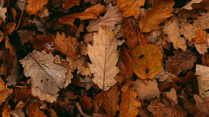 Warm Reds & Rich Browns