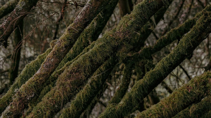 Deep Greens & Earthy Terracotta