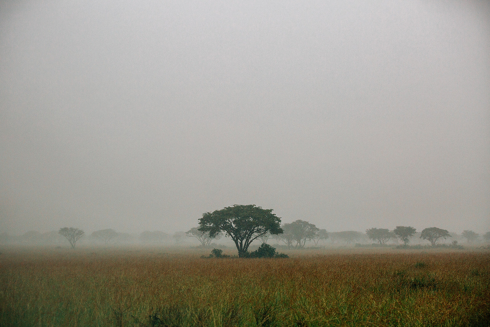 <p>KENYA</p>