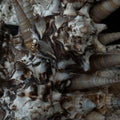 A close-up arrangement of natural seashells and conchs in earthy tones of beige, brown, and white, filling the frame.