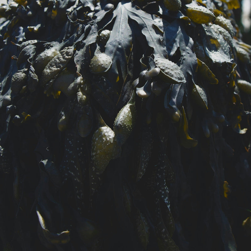 Close-up of a textured kelp with dark green and brown colors