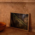 Lichen Tendrils | Photo Print_Obakki_201-20-0012-199-Photo-12" x 18" | Obakki