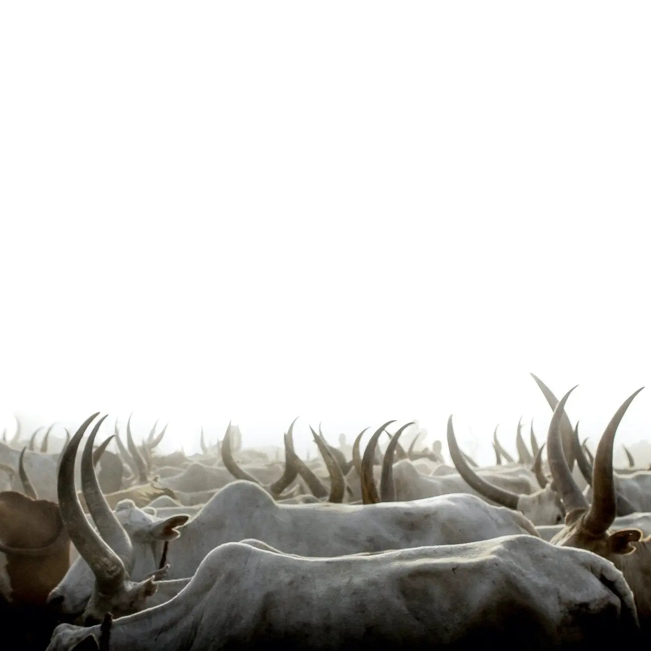 Sea Antlers Photo Print