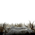 A Sea of Antlers | Photo Print_Obakki_201-20-0007-199-Photo-12" x 18" | Obakki