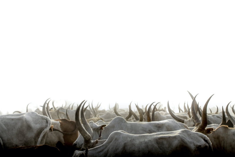 A Sea of Antlers | Photo Print - Photo Prints by Obakki | Obakki