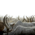 A Sea of Antlers | Photo Print_Obakki_201-20-0007-199-Photo-12" x 18" | Obakki