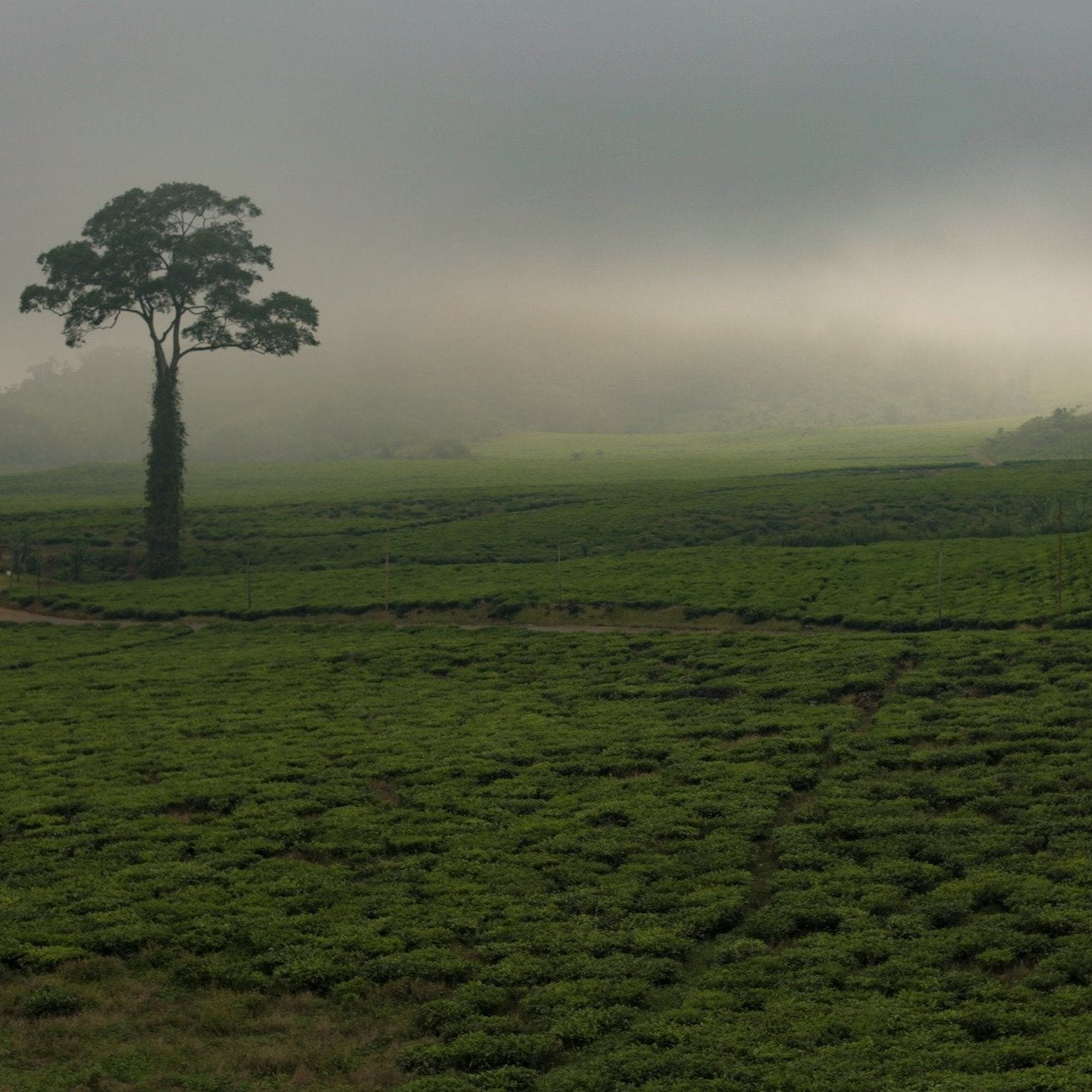 Fertile Ground Photo Print