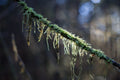 Lichen Tendrils | Photo Print_Obakki_201-20-0012-199-Photo-12" x 18" | Obakki