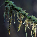 Lichen Tendrils | Photo Print_Obakki_201-20-0012-199-Photo-12" x 18" | Obakki