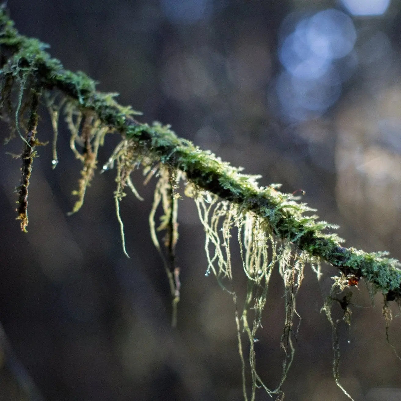 Lichen Tendrils Photo Print