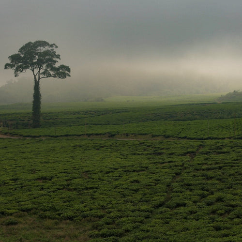 Fertile Ground | Photo Print Photos + Art 12" x 18" 