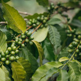Organic Coffee | Whole Bean Coffee 