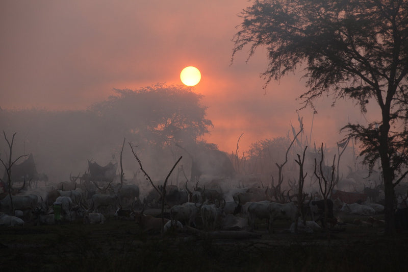 Sunrise in the Cattle Camp | Photo Print Photos + Art 