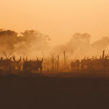 Twilight in the Cattle Camp | Photo Print Photos + Art 