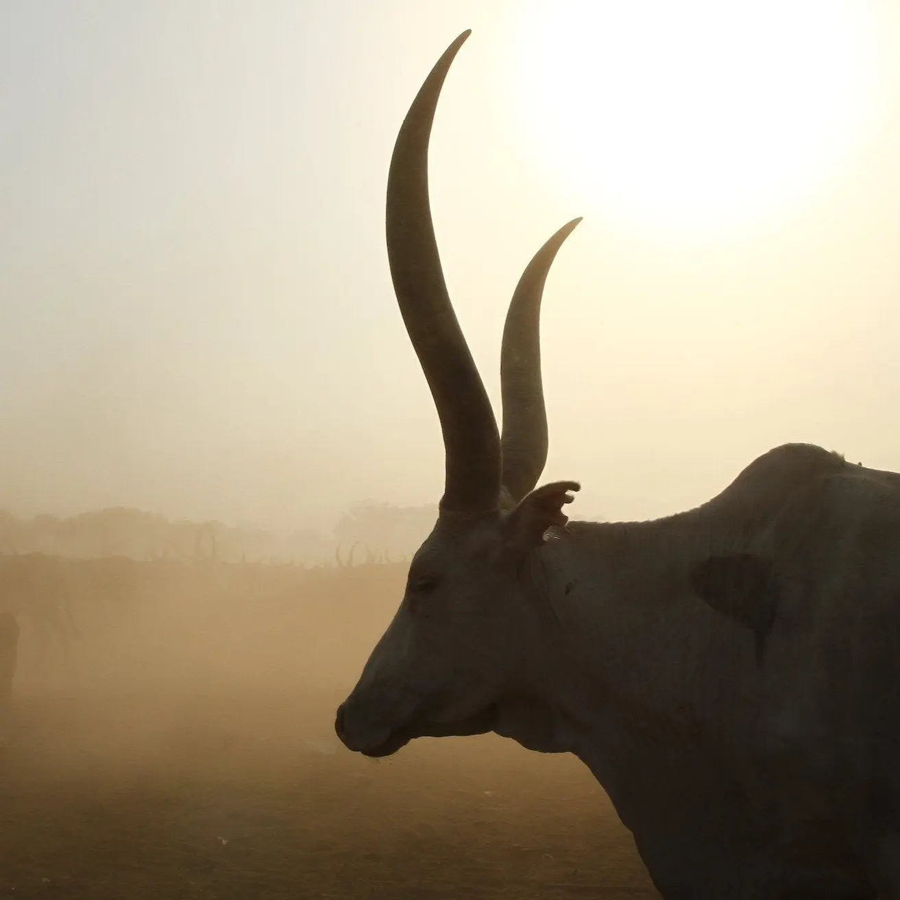 Sacred Cow Photo Print