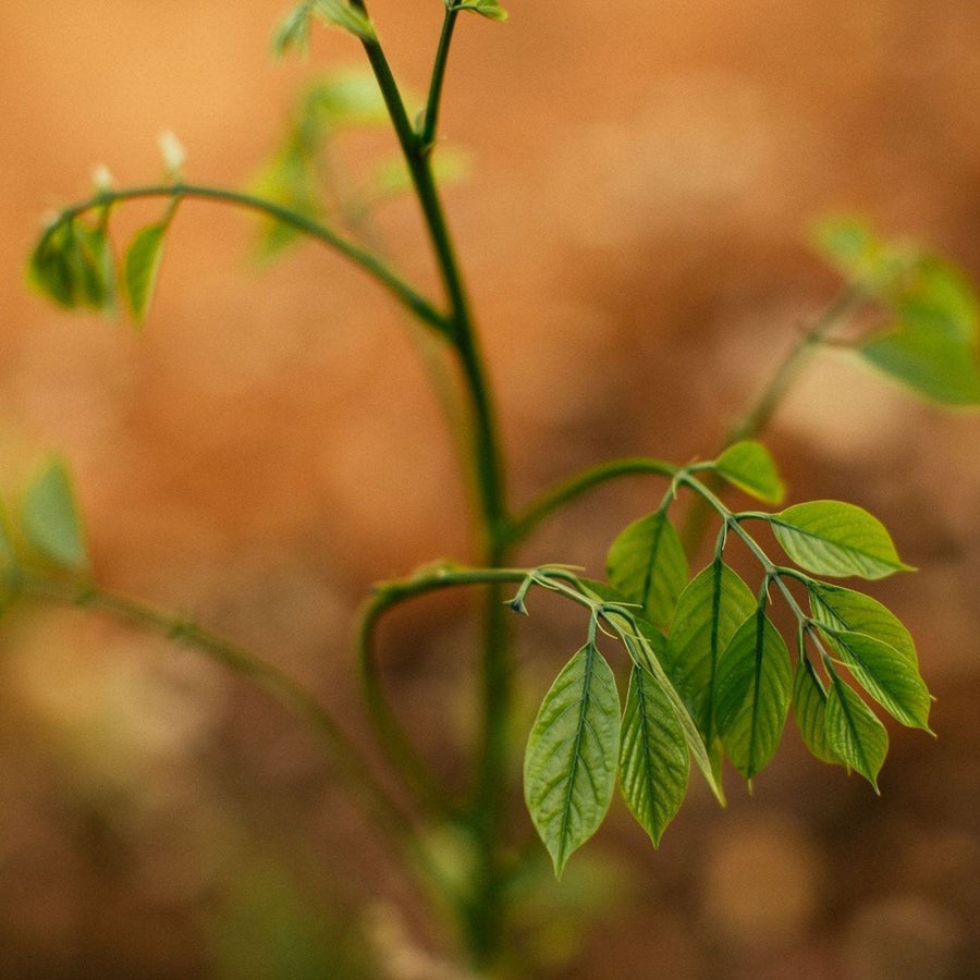 Sacred Indigo | Photo Print_Obakki_201-20-0019-199-Photo-12" x 18" | Obakki