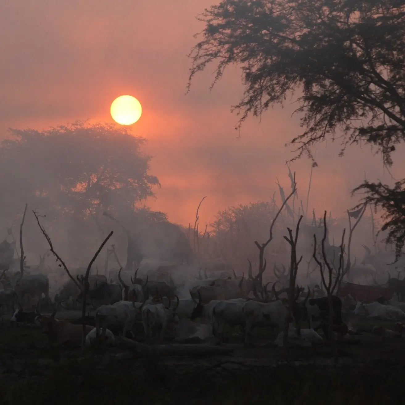 Sunrise Cattle Camp Photo Print