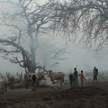 The Dinka Cattle Camp | Photo Print_Obakki_201-20-0003-199-Photo-12" x 18" | Obakki
