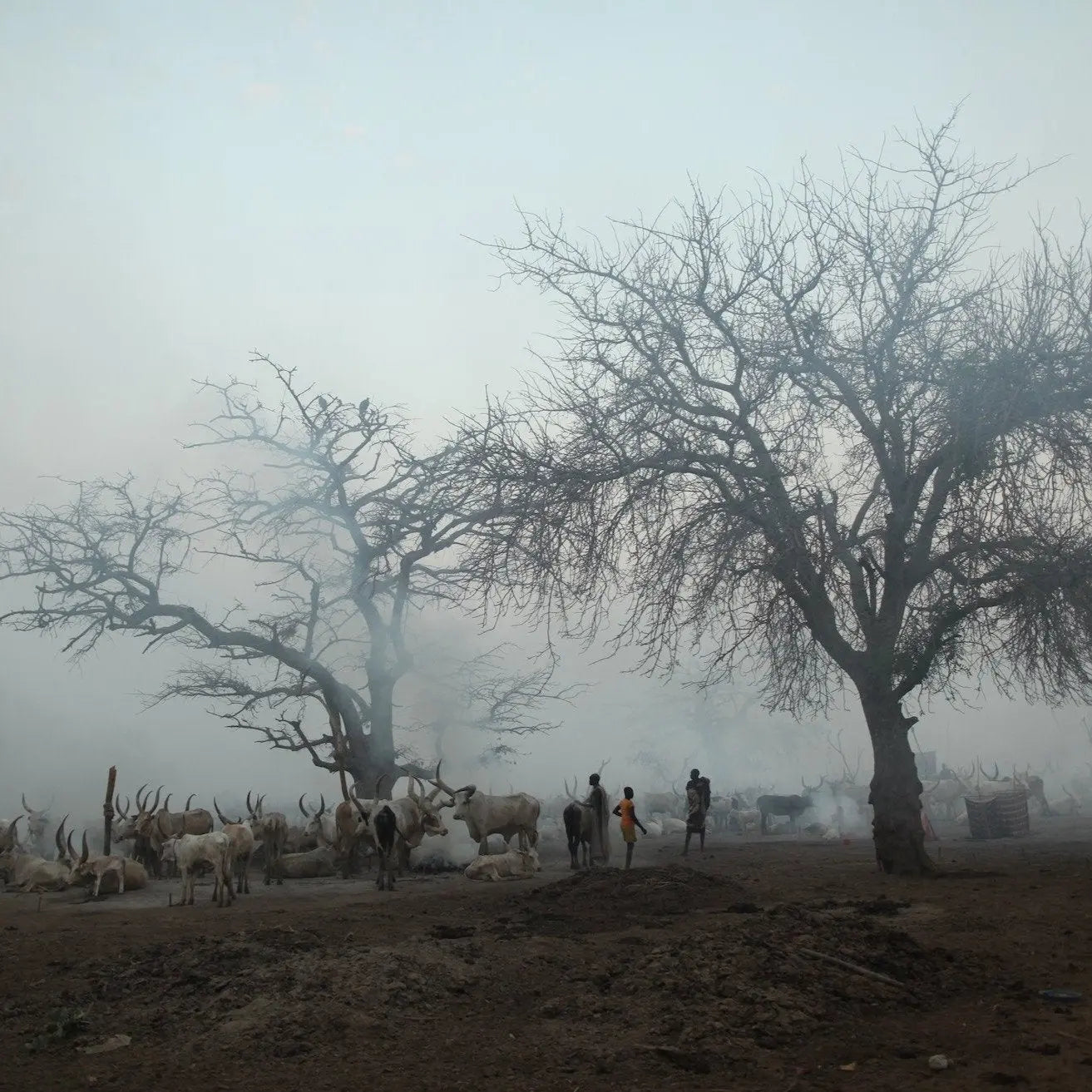 Dinka Cattle Camp Photo Print