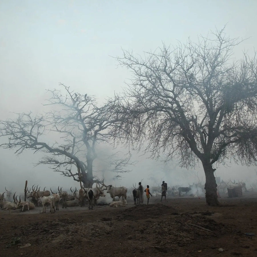 The Dinka Cattle Camp | Photo Print_Obakki_201-20-0003-199-Photo-12" x 18" | Obakki