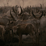 The Gathering | Photo Print - Photo Prints by Obakki | Obakki