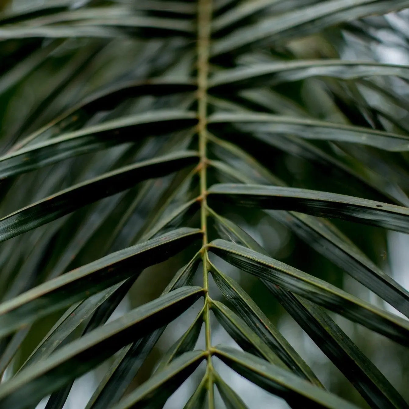 Through Fronds Photo Print