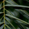 Through the Fronds | Photo Print_Obakki_201-20-0010-199-Photo-12" x 18" | Obakki