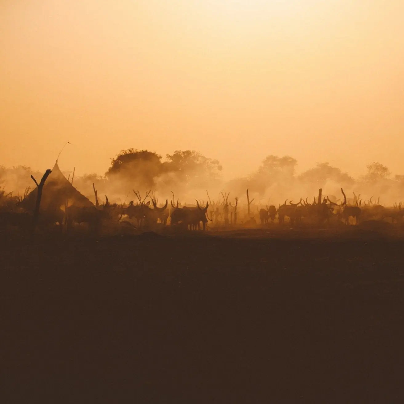 Twilight Cattle Camp Photo Print